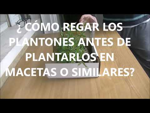 COMO REGAR Y PLANTAR LOS PLANTONES PARA TU HUERTO URBANO