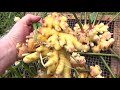 Unbelievable Ginger Harvest October 2020