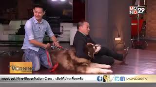 "ทิเบตั้น มาสทีฟล์" สุนัขสายพันธุ์ที่แพงที่สุดในโลก