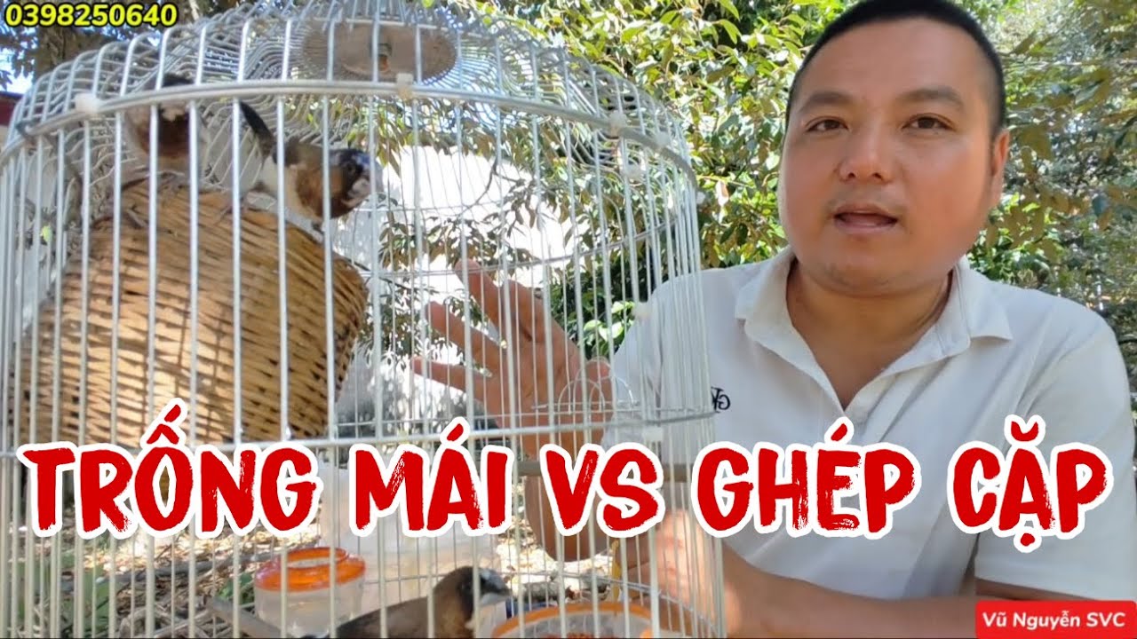 Phân biệt sắc nhật trống mái và ghép cặp.