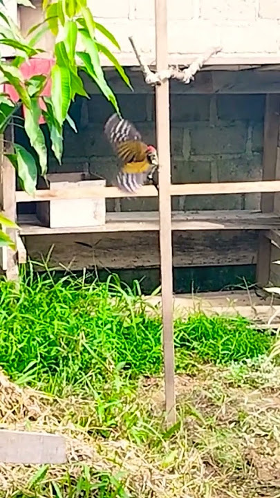 Pelatuk bawang dengan warna bulu yang sangat indah