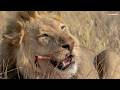 Rongais at the breakfast table - SafariLIVE Sunrise - 29 May 2026