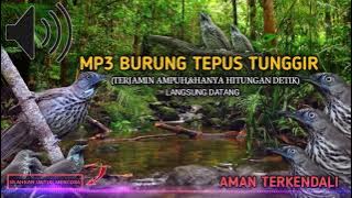 suara Pikat burung Tepus tunggir MP3 menjerit seperti kuntilanak