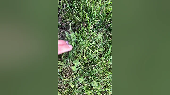 #shorts What's the best Weed Control for under $15?  Scott's Weed B Gon Max. DIY