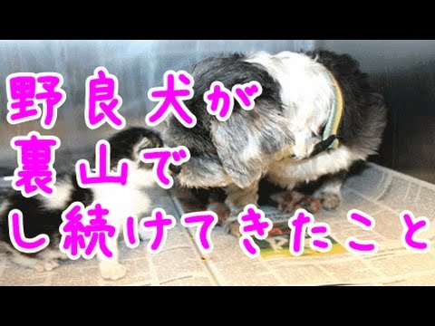 【感動実話】種が違っても与えられるものがある~野良犬が裏山でし続けてきたこと~