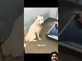 Ⓜ️HE LOOKS SO HAPPY AFTER BEING ADOPT 🧑🍼 #respect #23M views#emotional