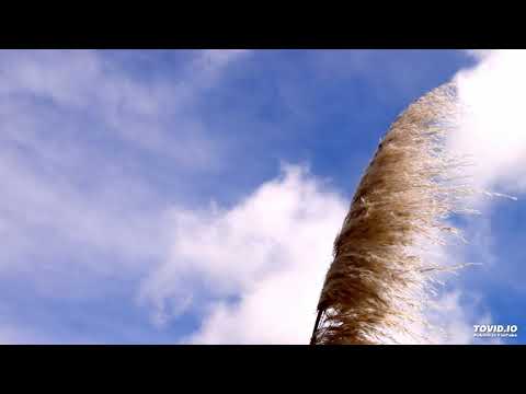 ادريس ابكر يا صفي الله