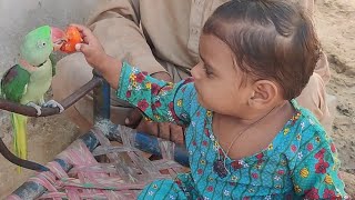 Parrots Ko Tamater Khila Rhi Hie Beautiful Pets Anwar Shah Ustrana Official