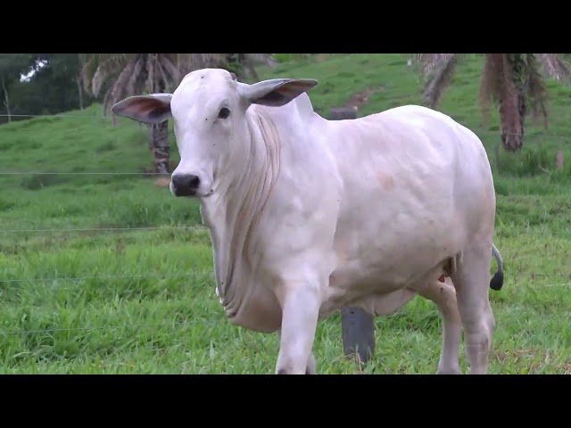 LOTE 02 - F1535 FIV (WYM 1535)