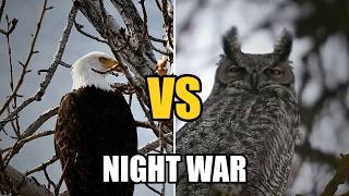 Bald Eagle vs Great Horned Owl – The Night War | Wildlife Documentary
