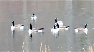 Beautiful Canada Geese in my Pond by Lectures by Walter Lewin. They will make you ♥ Physics. 2,660 views 1 month ago 2 minutes, 56 seconds