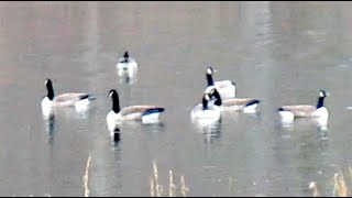 Beautiful Canada Geese in my Pond