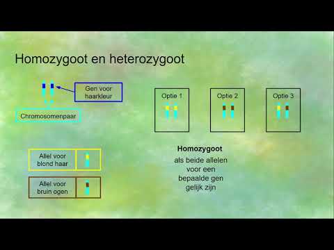 Video: Zou homozygoot of heterozygoot kunnen zijn?