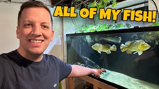 ALL MY AQUARIUMS! What has happened over the last year