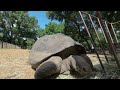 tortoises at the Dallas Zoo in vr180