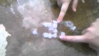 Melting sugar cubes!