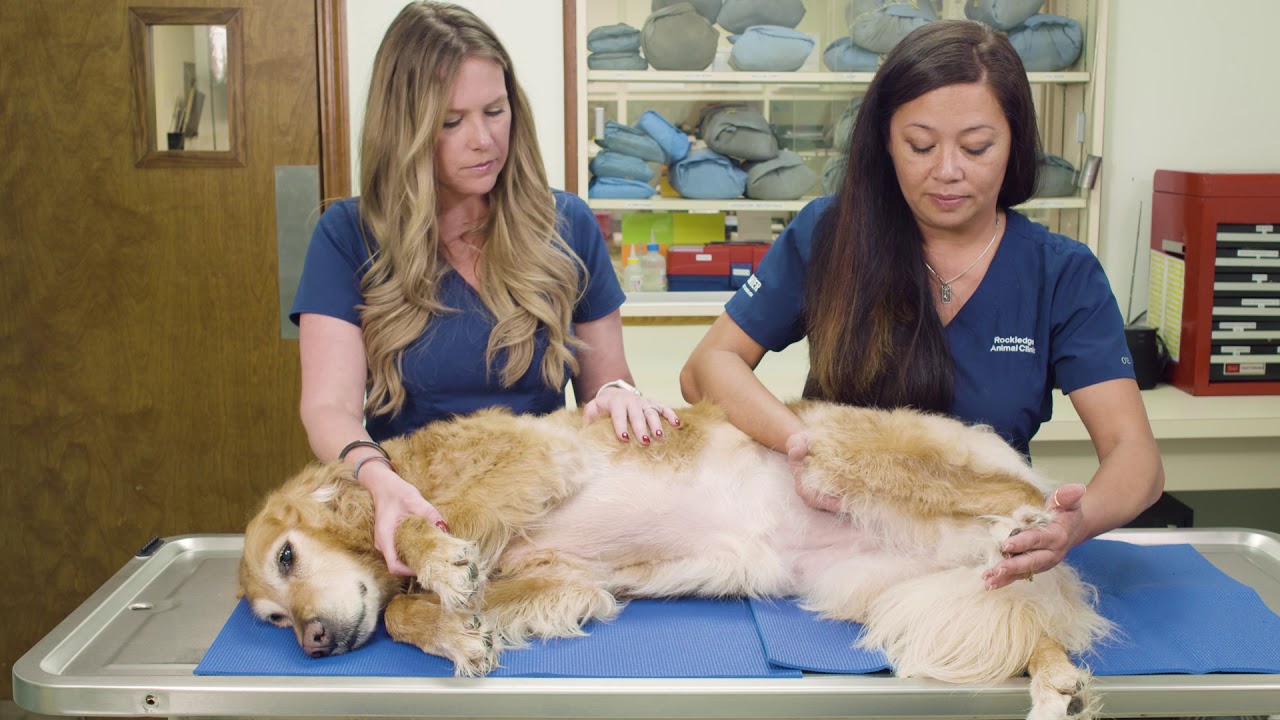 How to perform Passive Range of Motion exercises for your pet at home