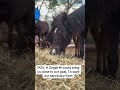 Any kind person with kind heart will donate to help our sanctuary #horse #helpthemfoundation #donate