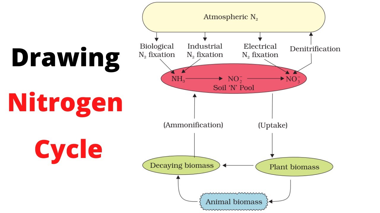 Diagram of the Nitrogen Cycle | U.S. Geological Survey