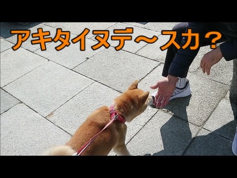 柴犬小春 突如話しかけてきた外国人さんになつく 散歩動画 六甲アイランドマリンパーク Youtube