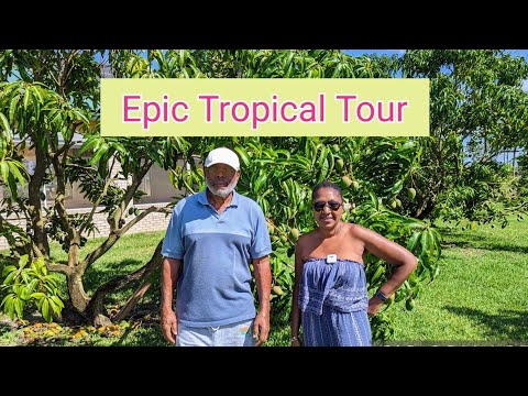 Johnny's Epic Tropical Fruit tree Paradise PLUS unique mango tree - only 2 places in the world