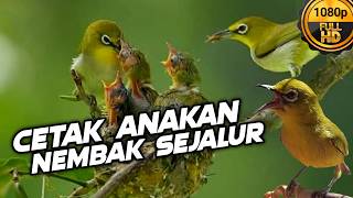 🔴 LIVE Terapi Pleci Bahan & Anakan Materi Tembakan Sejalur !!!