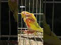 Baby budgie stretching its tiny wings 🦜 #shorts #budgies #budgie #lutino #aviary