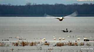 Mississippi River Flyway Cam. Swans, ducks and an eagle - explore.org 12-05-2021