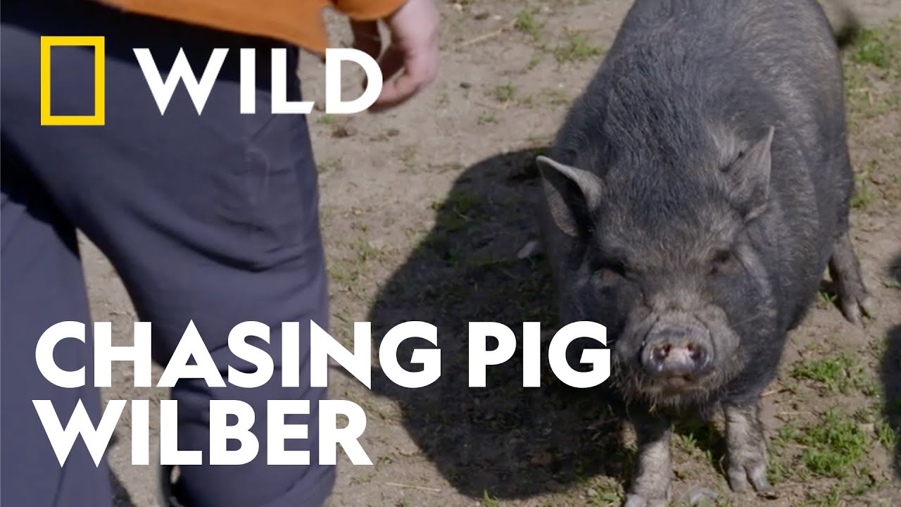 The Potbelly Pig Who Turns Vet Day into a Chase | Heartland Docs | National Geographic WILD UK