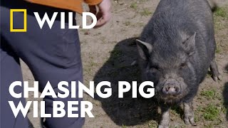 The Potbelly Pig Who Turns Vet Day Into A Chase  Heartland Docs  National Geographic Wild Uk