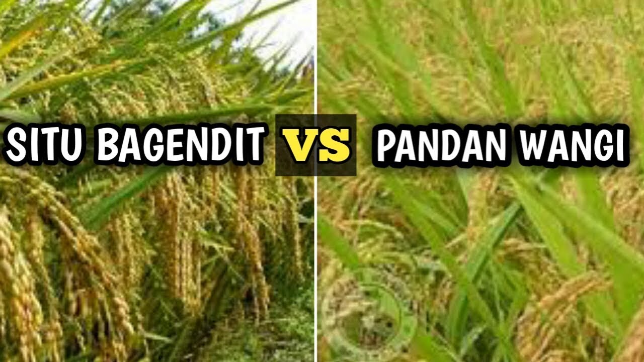 Jenis Padi Tahan Hama Dan Penyakit 