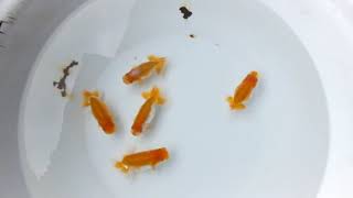 DSCF7008