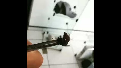 Pegamos uma vespa com a pinça