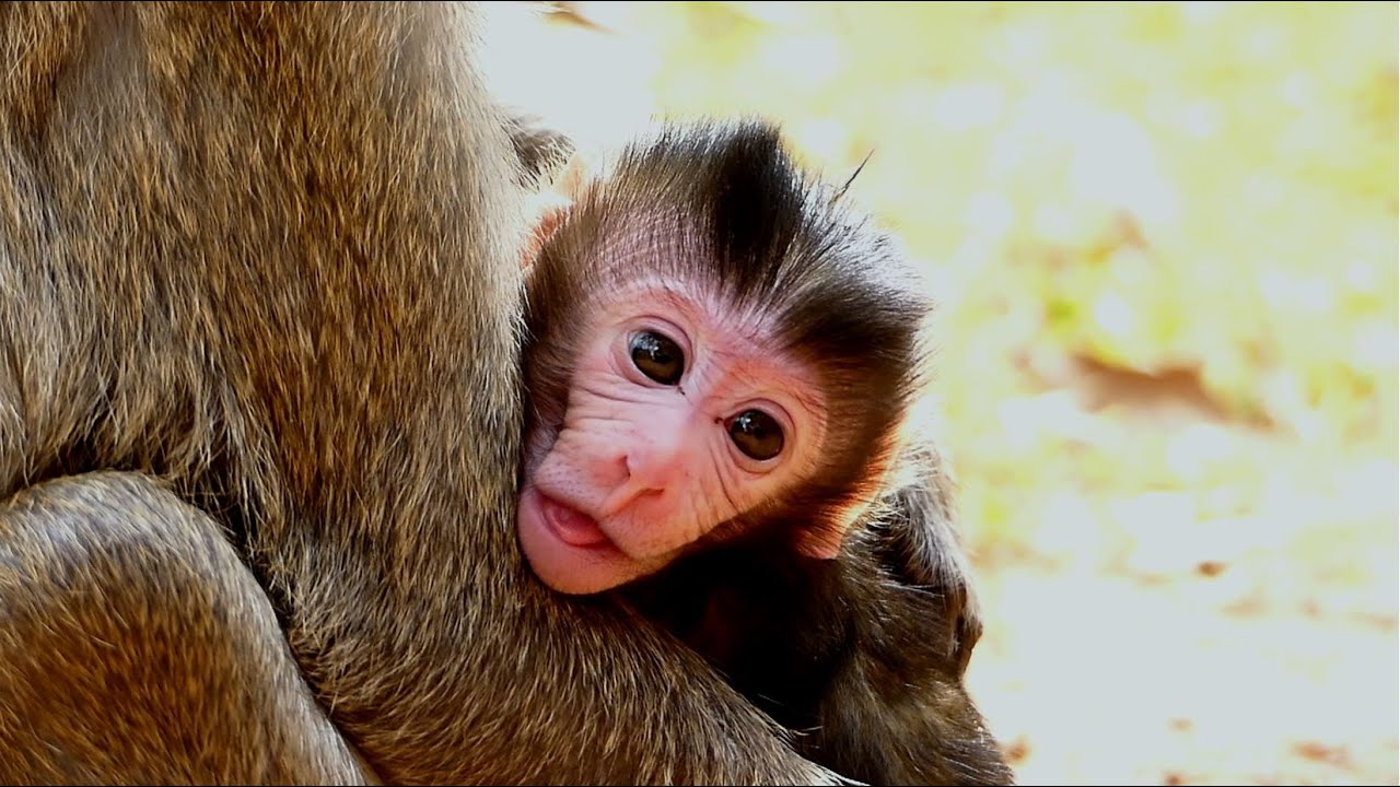 Good Condition Baby Monkey Ayla Get Full Of Raw Milk, Good Alert Movement. No Any Concern Happened.