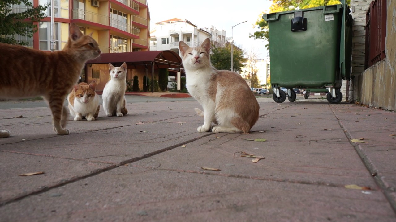 So many cats 
