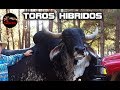 HIBRIDO DE TORO - HIBRIDOS DE TOROS - HIBRIDO DE VACA - El toro mas raro del mundo