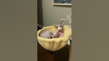 When the catnip hits right! 🤣 #shorts #sphynx