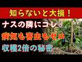 【知らないと大損】なすの隣に植えるだけで病気が激減し収穫が2倍になる植物と秘密6選を完全公開