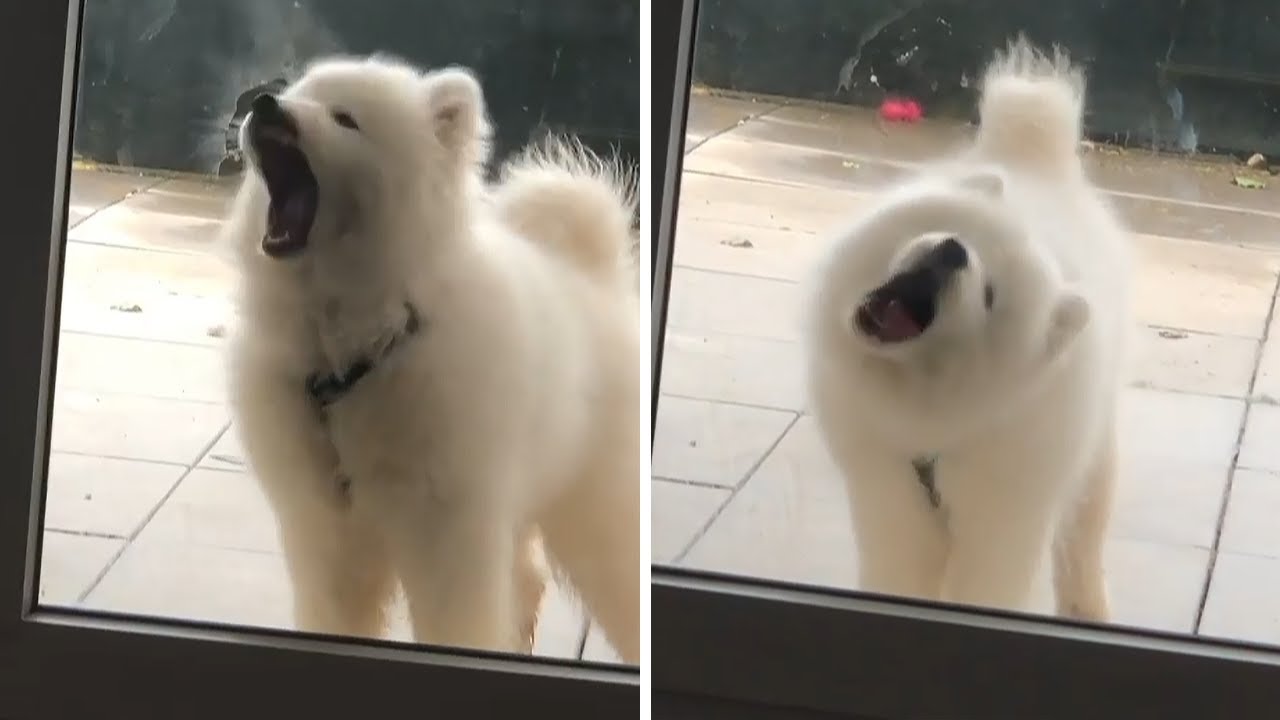 Adorable puppy can't stop licking glass door panel YouTube