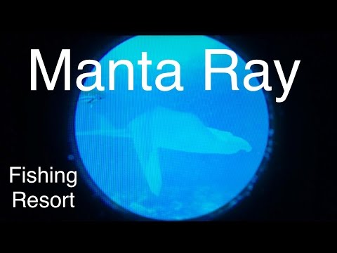 Let's Play: Fishing Resort Wii, Manta Ray