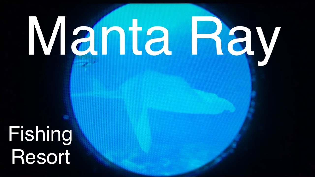 Let's Play: Fishing Resort Wii, Manta Ray 