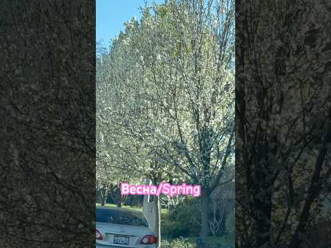 Глянь, Как Нарядились! #viralvideo #spring #nature #trending #shorts #youtube #shortvideo #trend