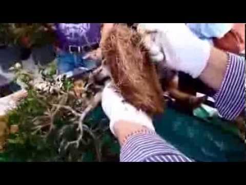 Βίντεο: Μπονσάι σφενδάμου (24 φωτογραφίες): πώς να αναπτυχθεί κόκκινο, μπλε, ιαπωνικό ή καναδικό μπονσάι σφενδάμου; Πώς να φυτέψετε και να αναπτύξετε σπόρους