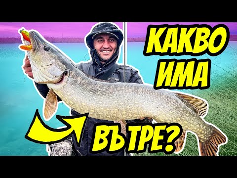 Видео: Какви риби има в езерата на Мейн?