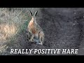 Очень позитивный заяц, несмотря, что уже осень / Very positive hare