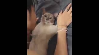 Cat raped by human no kiddingLovely Cat, black cat, cats, funny cats, funny cat video-888 #short