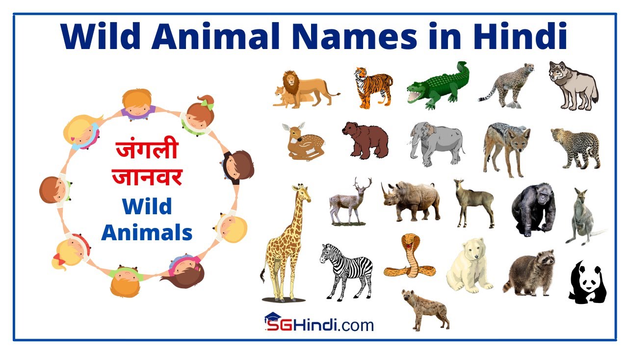 Wild Animals | जंगली जानवरों के नाम हिन्दी में । Learn Wild Animal Names in  Hindi | SgHindi - YouTube