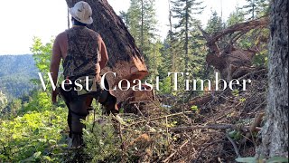 Timber Falling | Special Guest | How To Swing a Leaning tree | Wedging a Big Tree