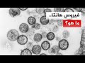 هانتا فيروس مرتبط بالقوارض يثير مخاوف صحية عالمية