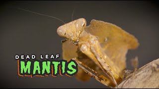 Creature Feature: Dead Leaf Mantis